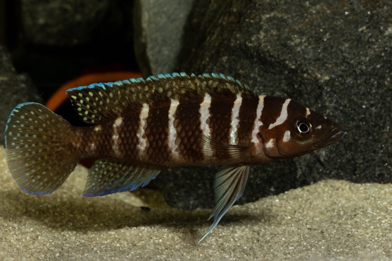Neolamprologus cylindricus 'Kasanga'